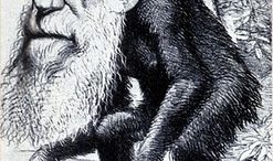 Darwin_monkey