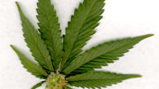marijuana-leaf