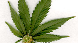 marijuana-leaf