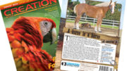 7902horse-variation