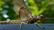 mayfly_wide