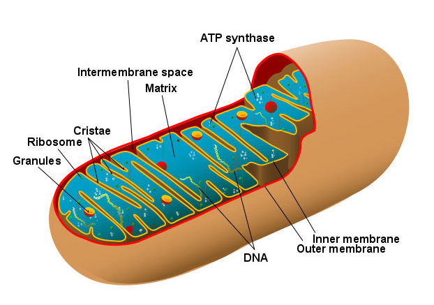 a_mitochondrion