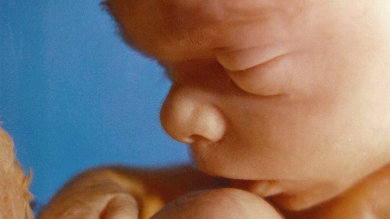 baby-in-womb-5-months