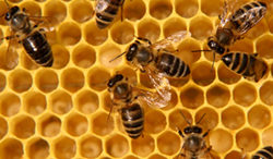 bees-inside-hives
