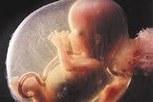 11-week-fetus-2