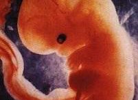 Unborn_Baby