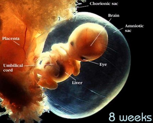 Unborn Child the essence of innocence