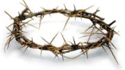 crown of thorns lg