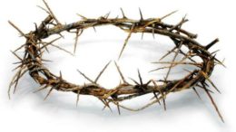 crown of thorns lg