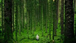 OvercomeForest