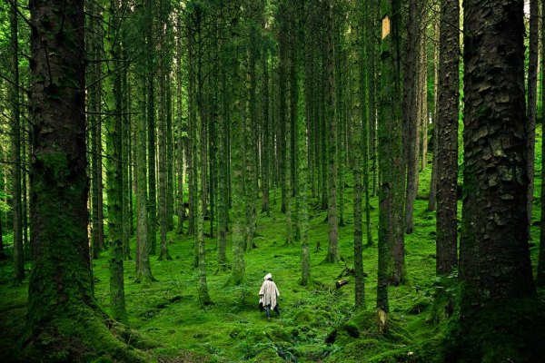 OvercomeForest