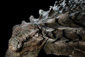 nodosaur fossil canadian mine face.adapt .1900.1 300x200