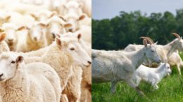 sheep and goat