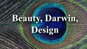 Peacock geometry design