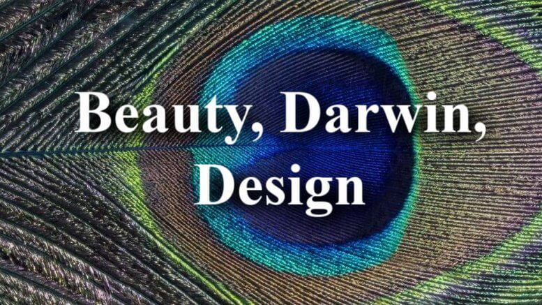 Peacock geometry design