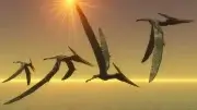 Pterosaurs