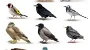 species change