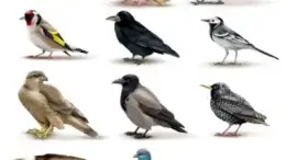 species change