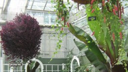 green house gas