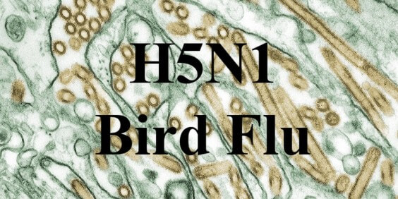 H5N1 Bird Flu