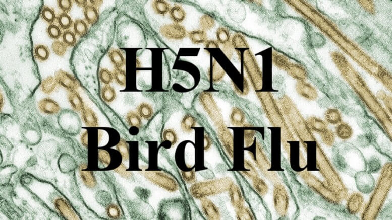 H5N1 Bird Flu