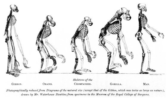 By Benjamin Waterhouse Hawkins (1807–94) - Frontispiece to Huxley's Evidence as to Man's Place in Nature (1863), Public Domain, https://commons.wikimedia.org/w/index.php?curid=117533