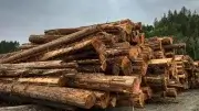 U.S. Timber