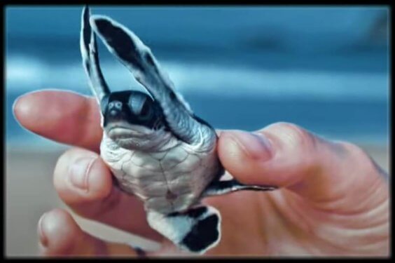 sea turtle