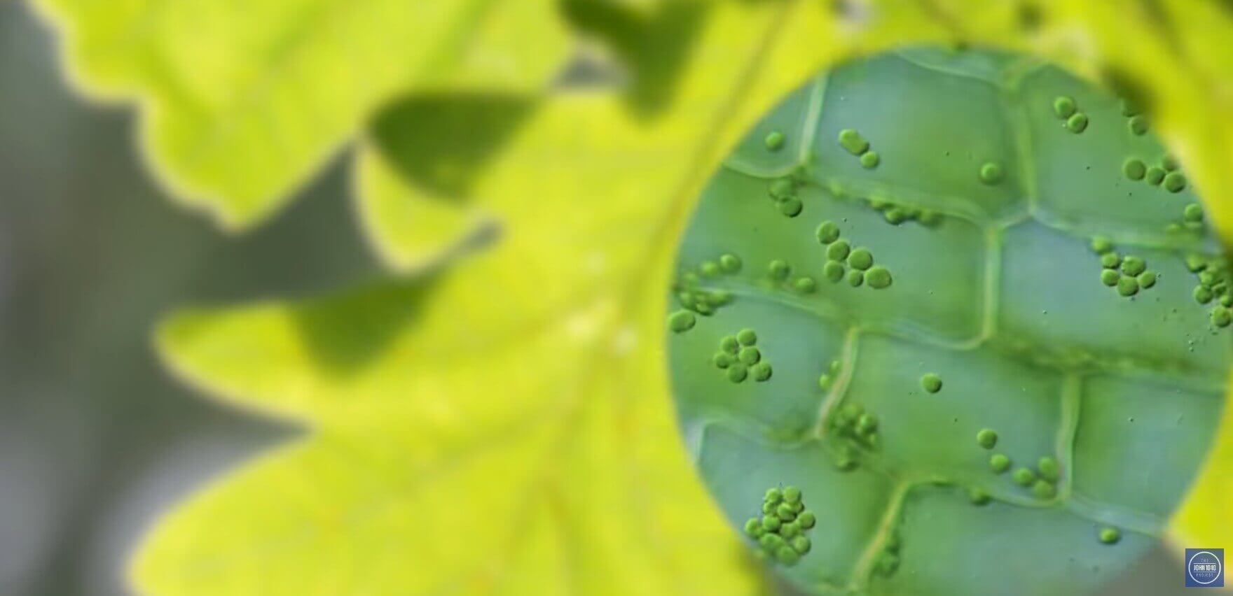 Why the Leaves Fall: God’s Design in Autumn