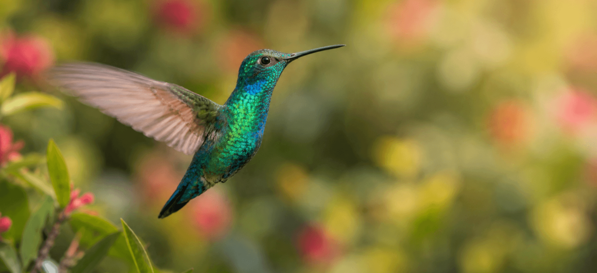 Hummingbird in flight, iridescent wings catching sunlight