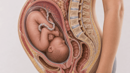 Full-term unborn baby in the womb, Virginia abortion amendment on the November 2026 ballot.